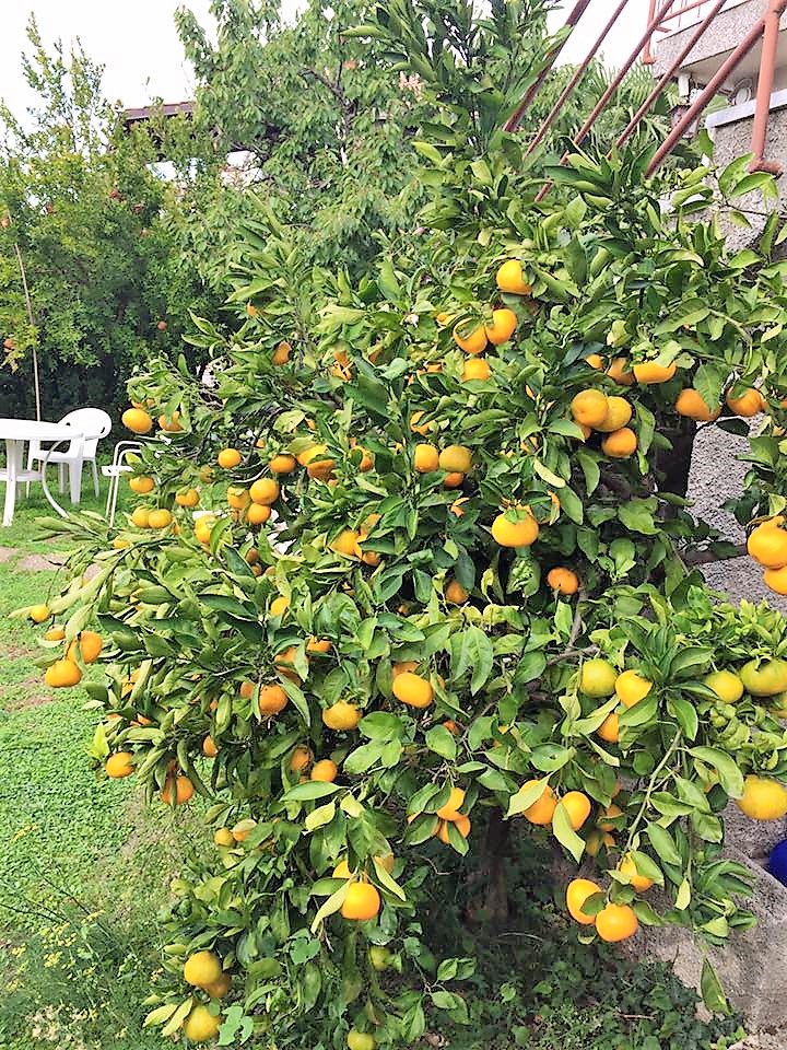 mandarini (2) – kopija.jpg